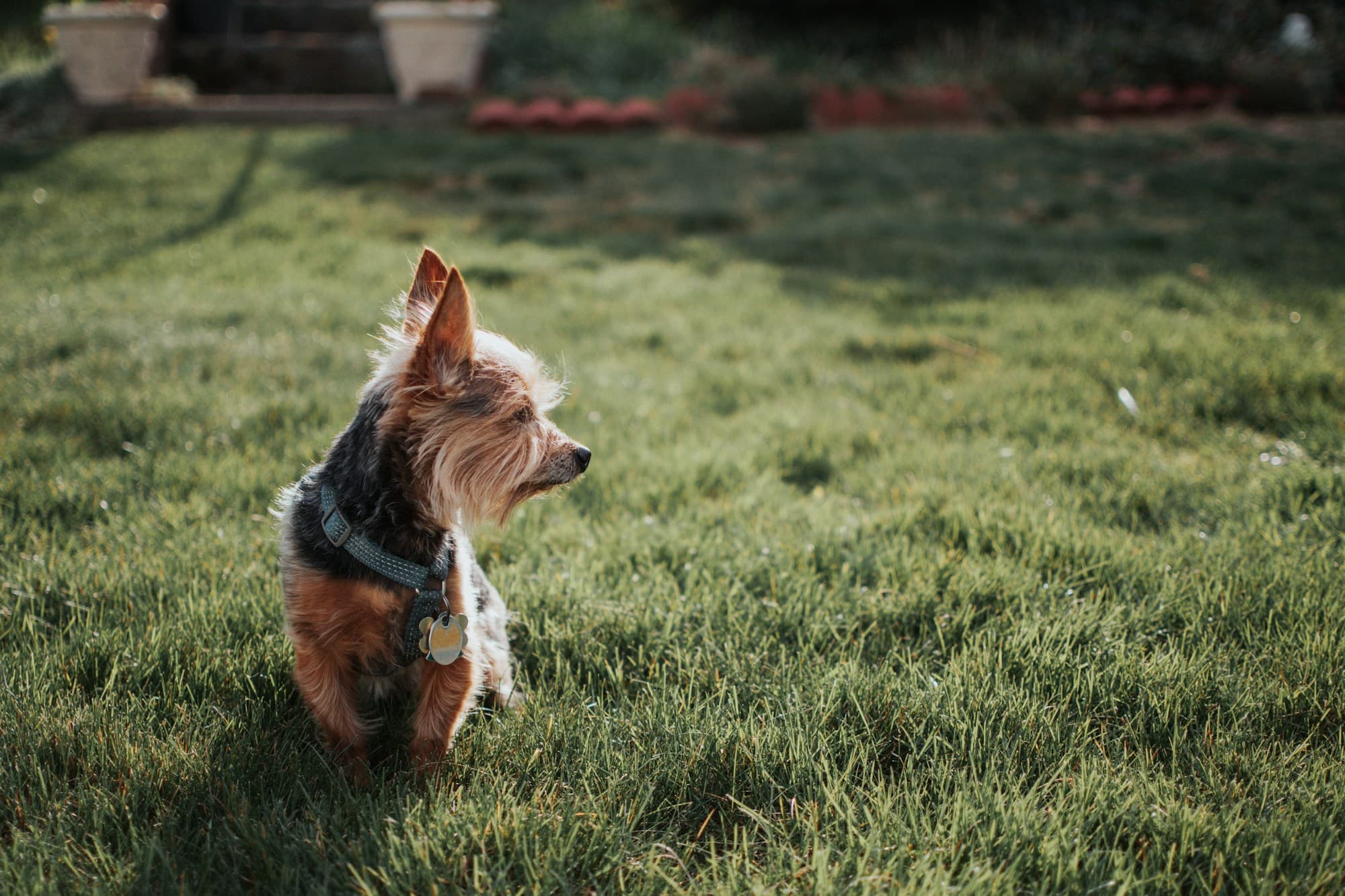 Yorkie puppy